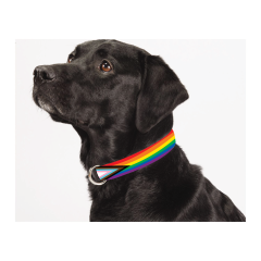 1" Wide Adjustable Pet Collar - INCLUSIVE PRIDE FLAG